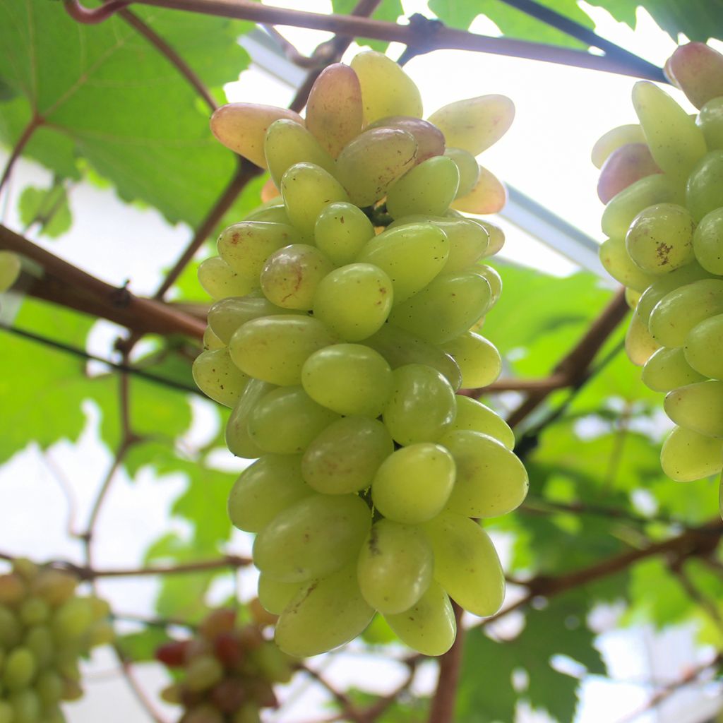 Vid Pizzutello Bianco (Cornichon blanc)