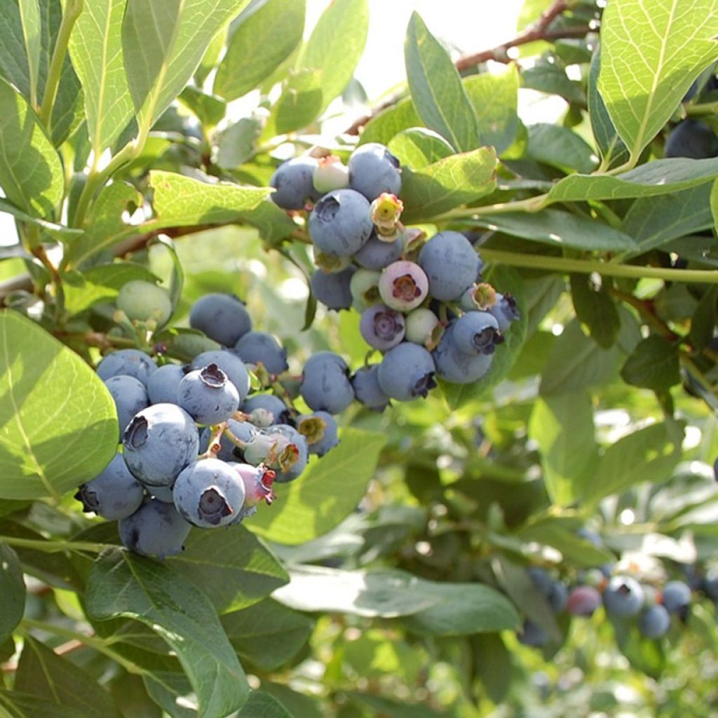 Arándano Hardyblue