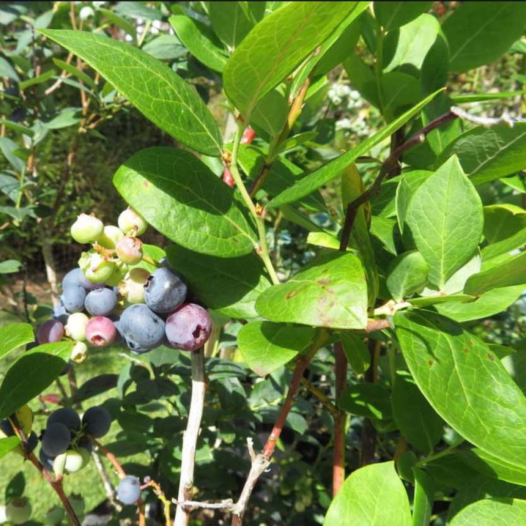 Arándano Hortblue Petite