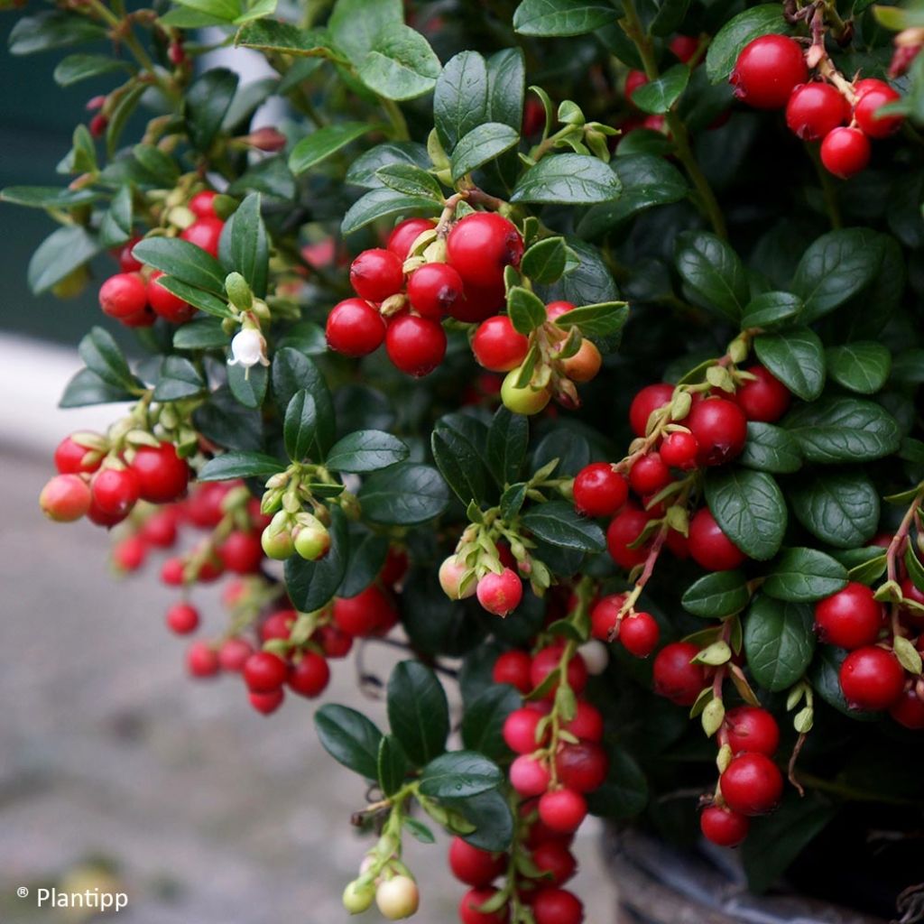 Vaccinium vitis-idaea Miss Cherry - Airelle rouge