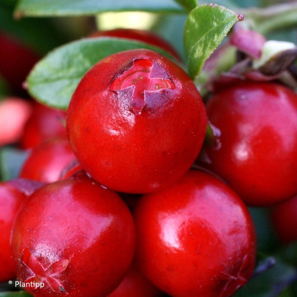 Vaccinium vitis-idaea Miss Cherry - Airelle rouge