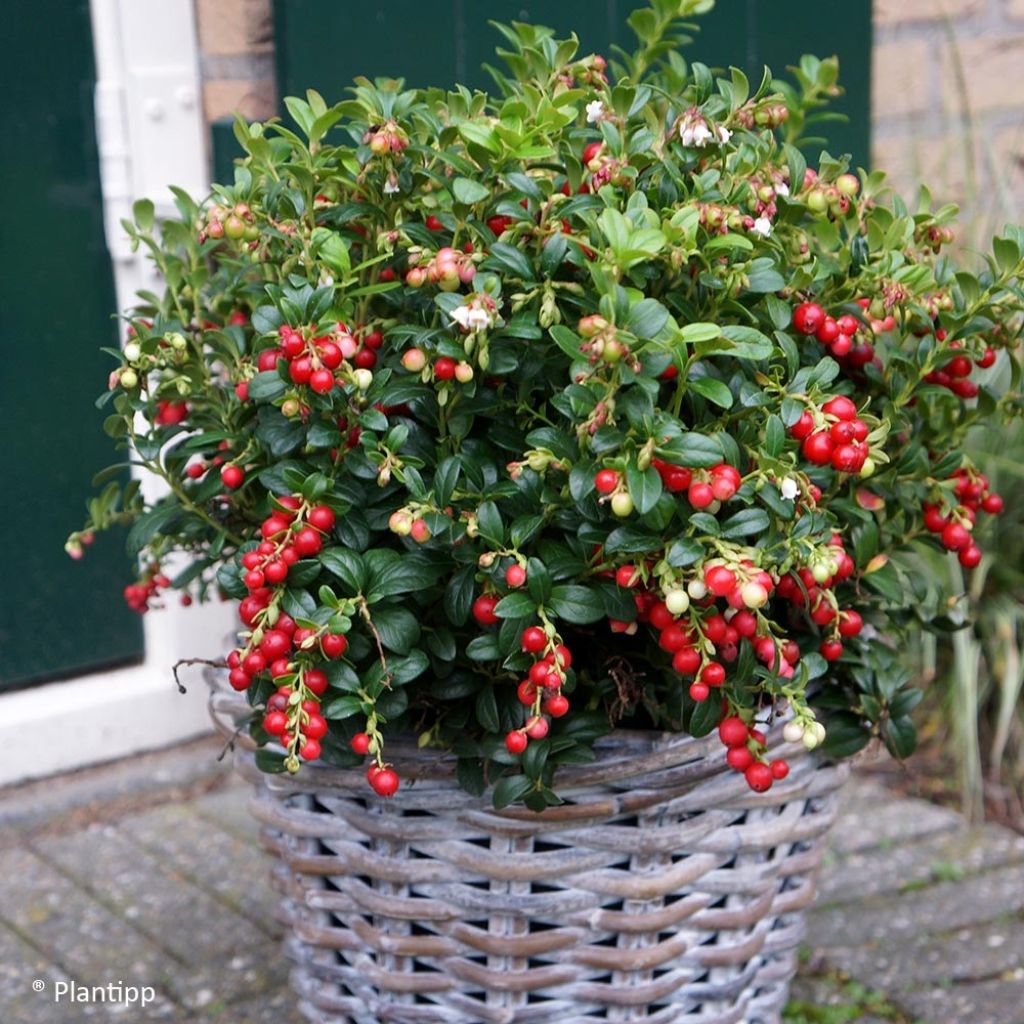 Vaccinium vitis-idaea Miss Cherry - Airelle rouge