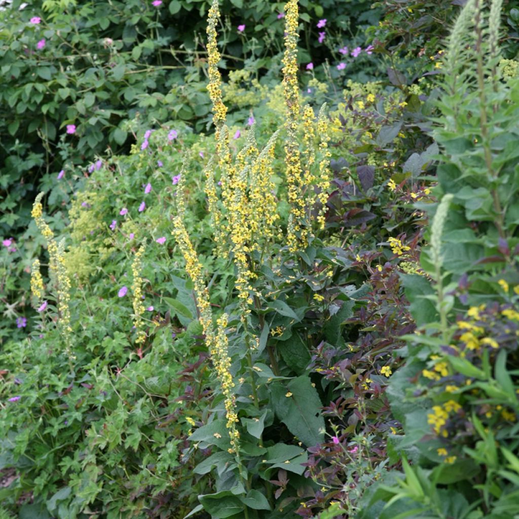 Verbascum Cotswold Queen