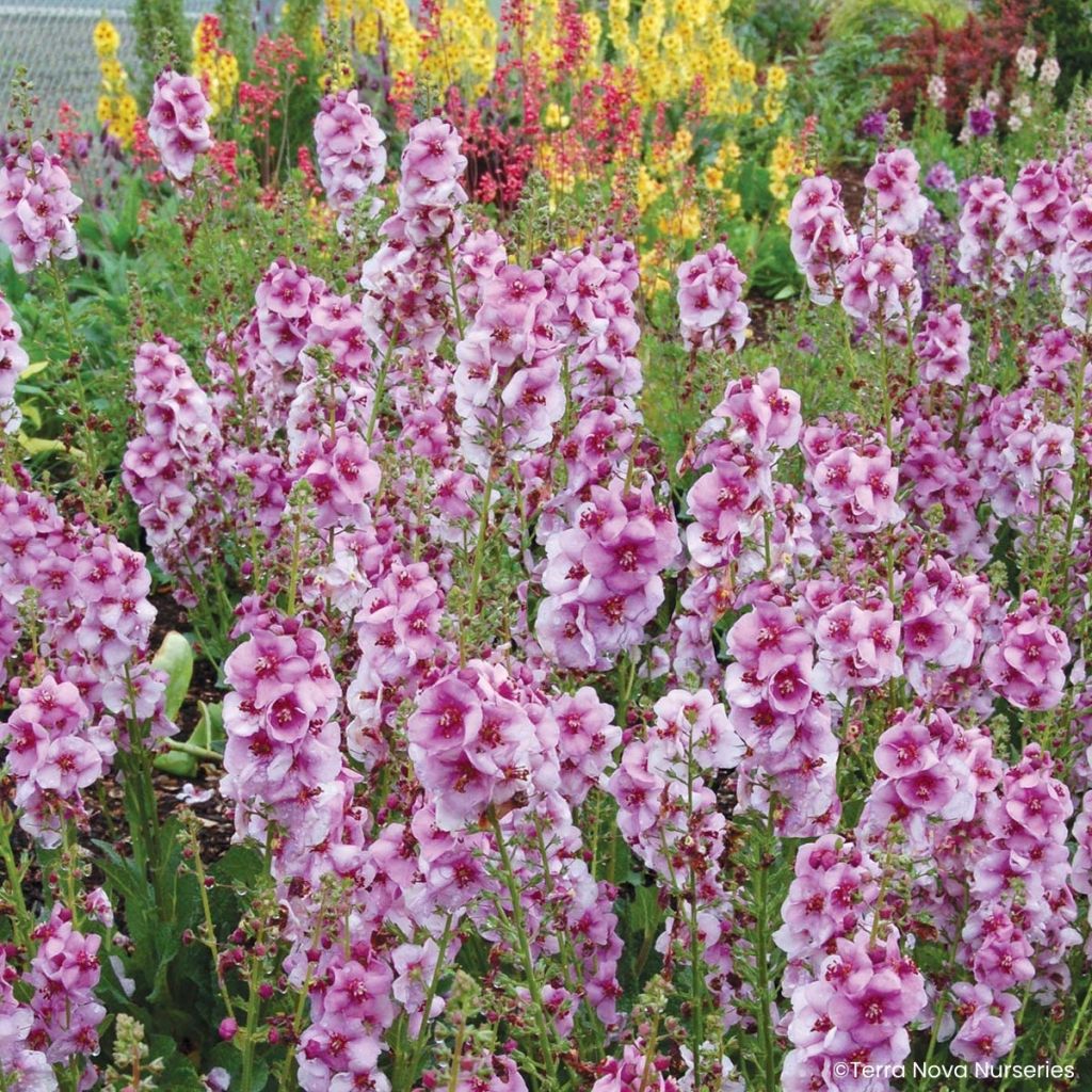 Verbascum Lavender Lass