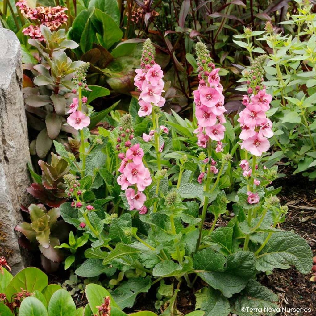 Verbascum Lavender Lass