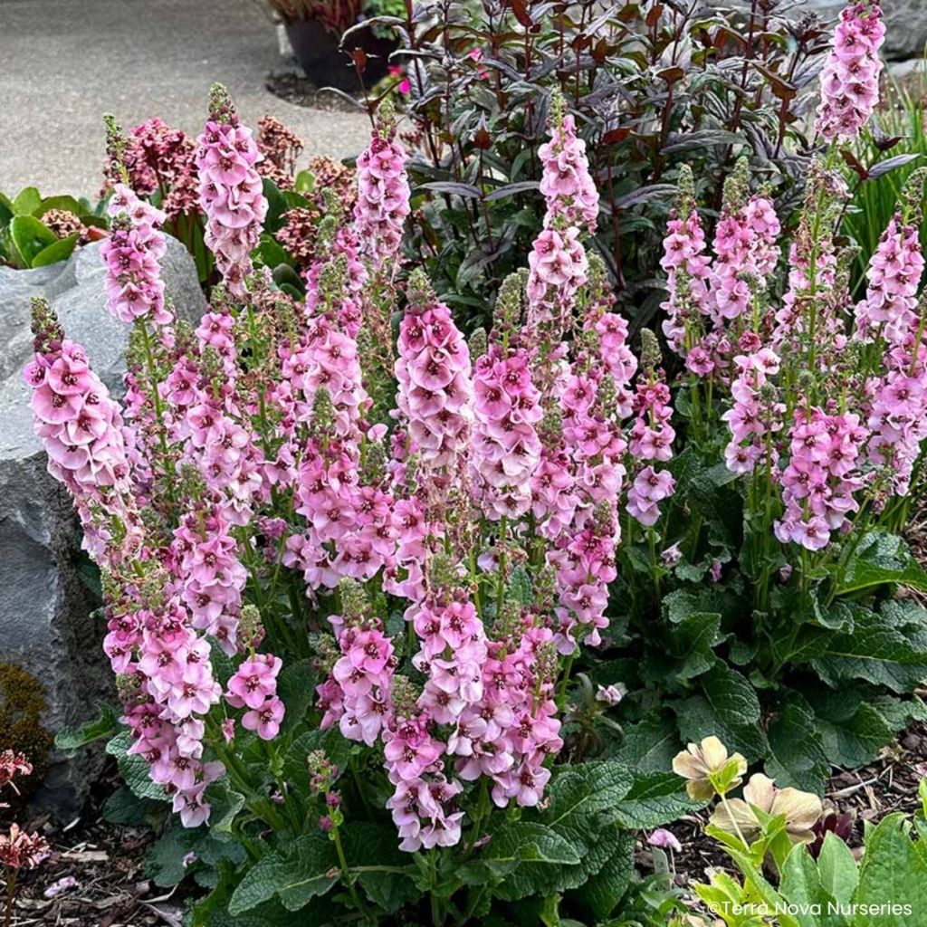 Verbascum Lavender Lass