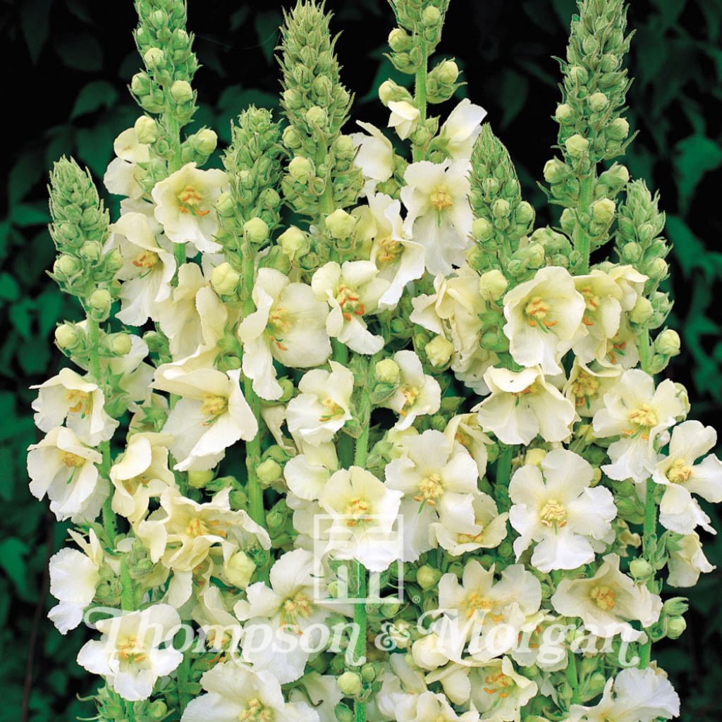 Verbascum x Hybrida Snow Maiden