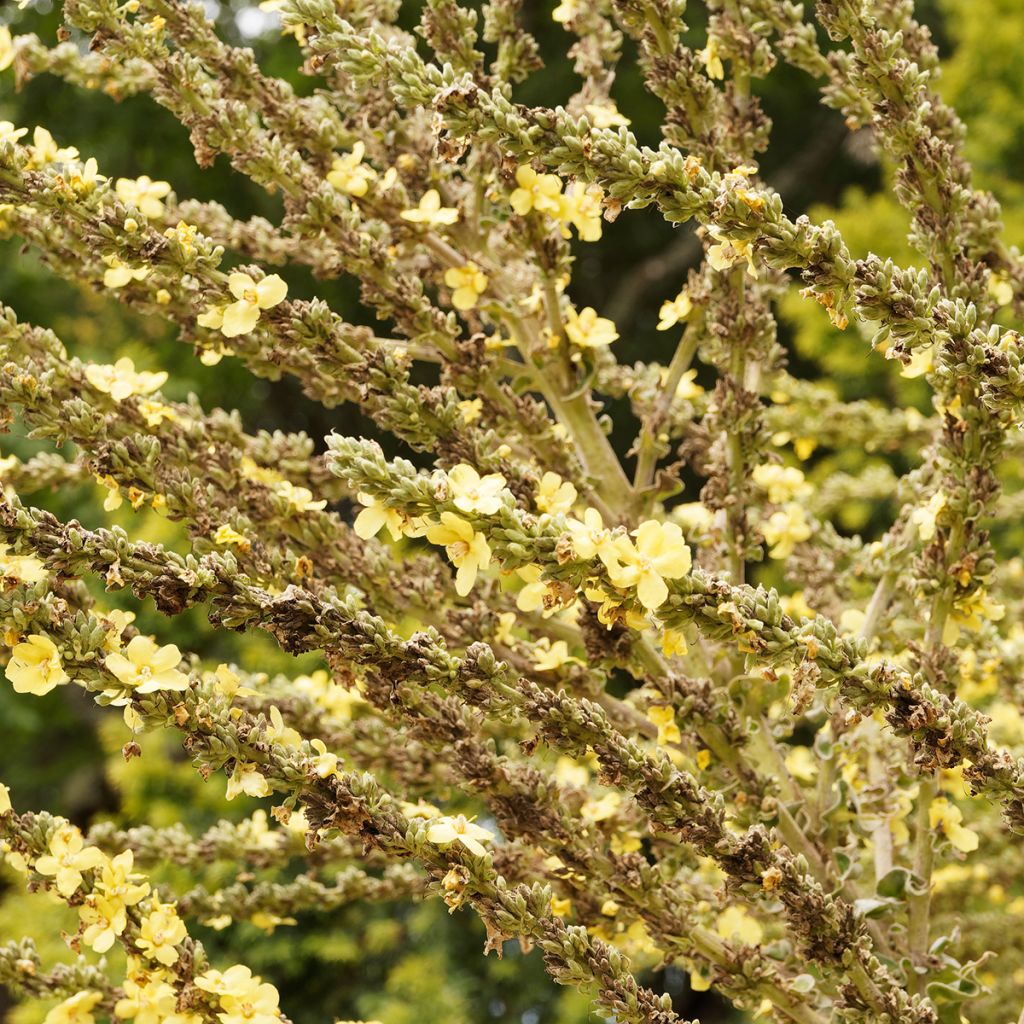 Verbascum olympicum - Gordolobo olímpico