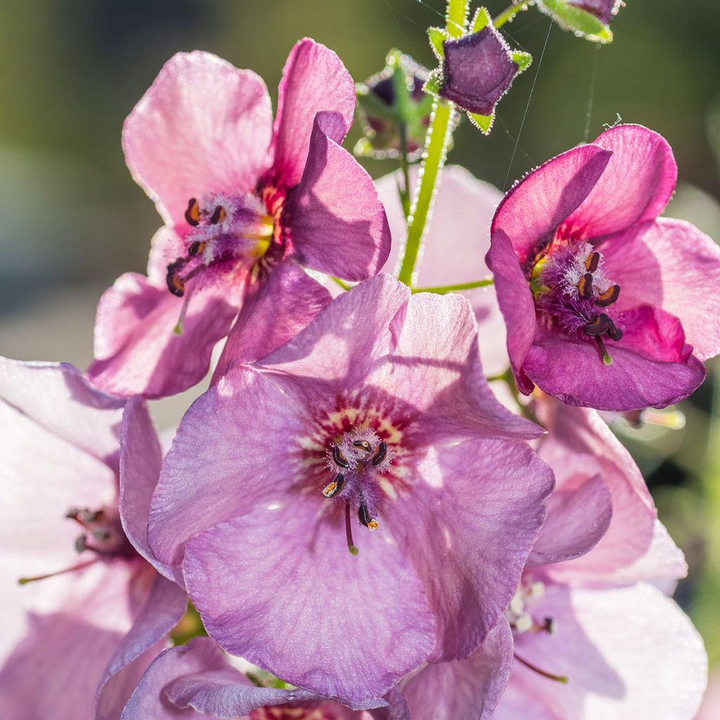 Verbascum Lavender Lass