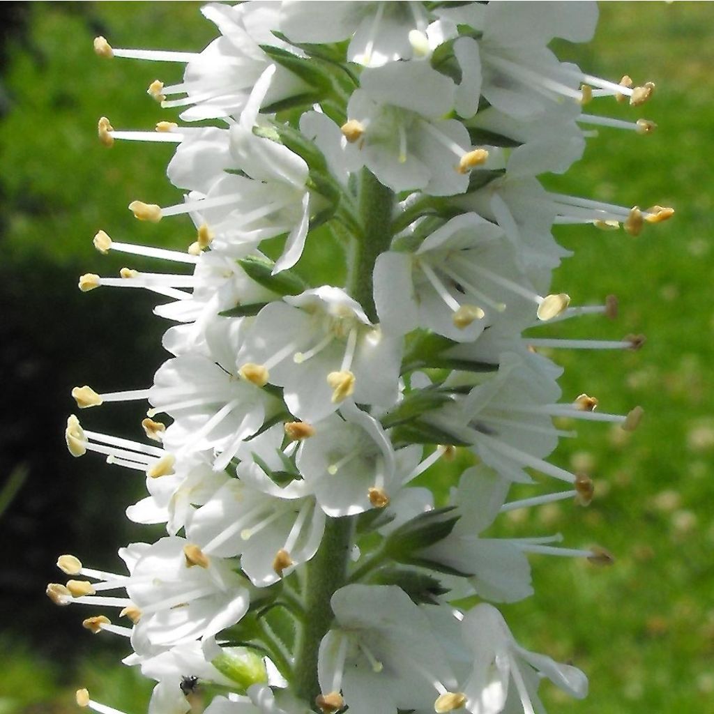 Veronica spicata Icicle - Verónica espigada