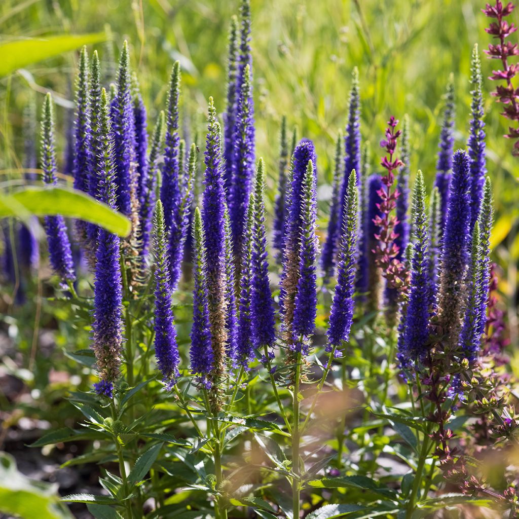 Veronica spicata Ulster Blue Dwarf - Verónica espigada