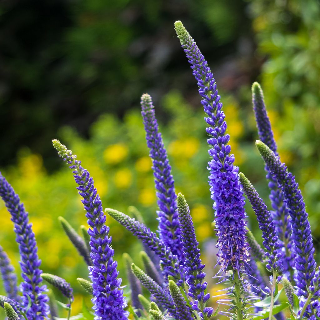 Veronica spicata Ulster Blue Dwarf - Verónica espigada