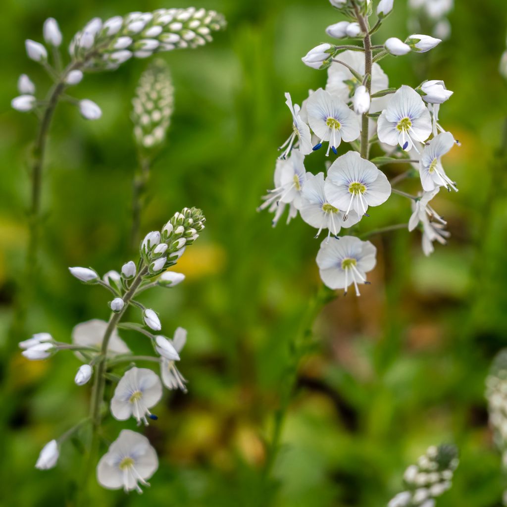 Veronica  gentianoides Tissington White