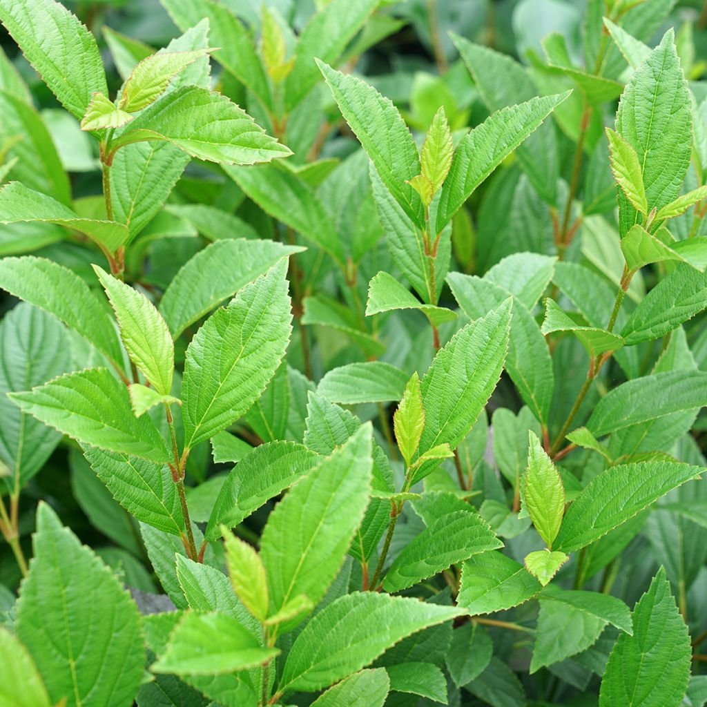 Viburnum Sweet Talker - Viburno