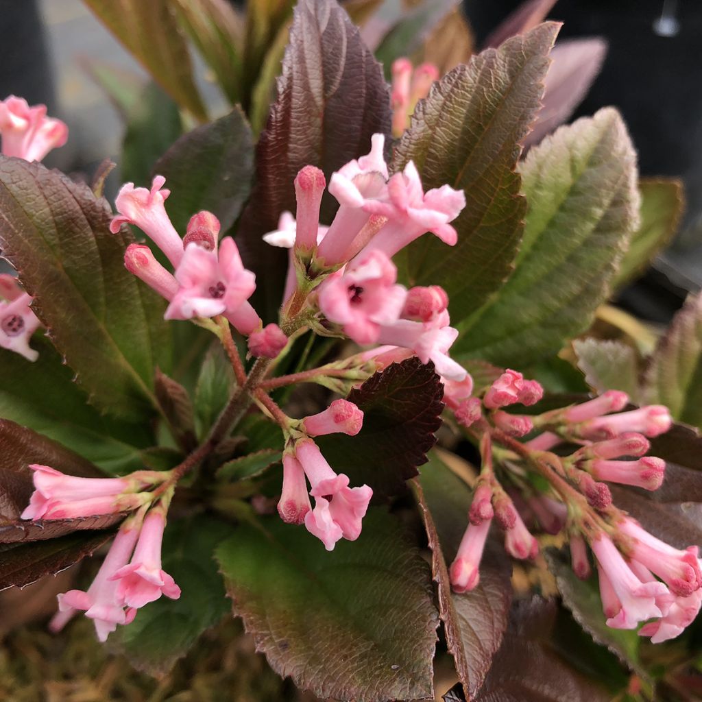 Viburnum Sweet Talker - Viburno