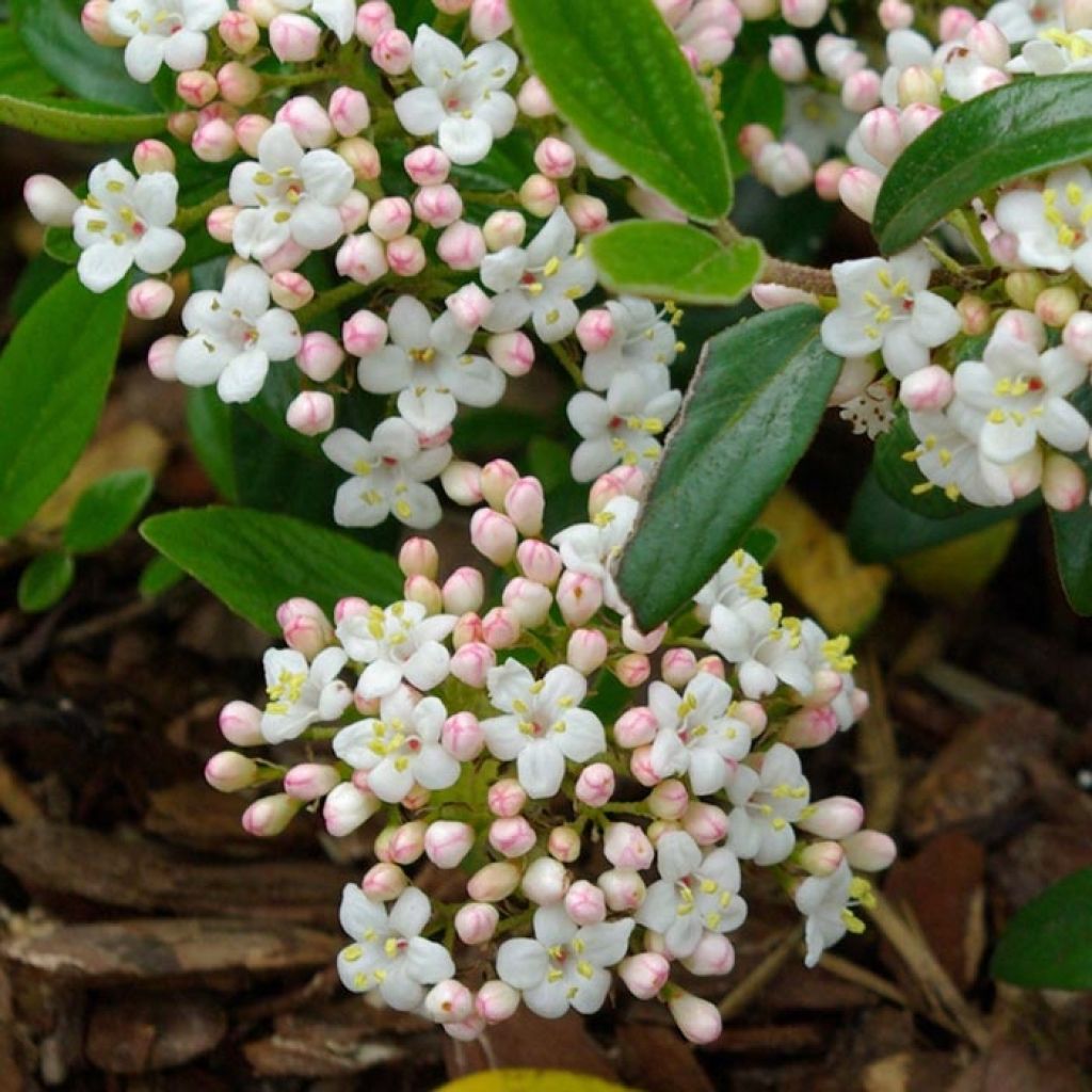 Viburnum burkwoodii Conoy - Viburno