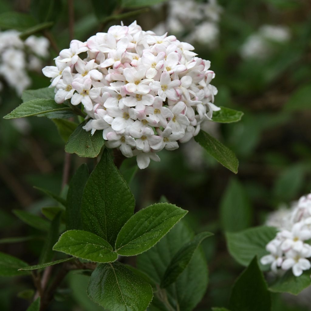 Viburnum burkwoodii Mohawk - Viburno