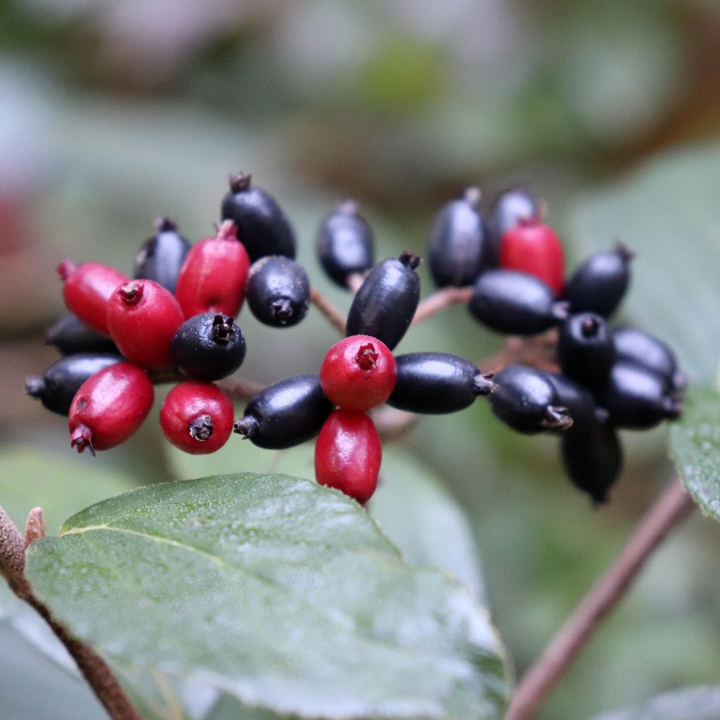 Viburnum burkwoodii Mohawk - Viburno