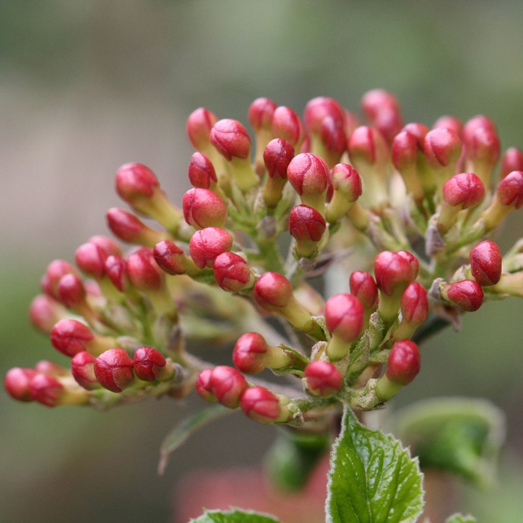Viburnum burkwoodii Mohawk - Viburno