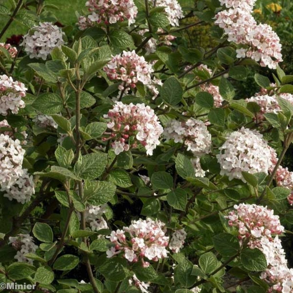 Viburnum carlesii Aurora - Viburno