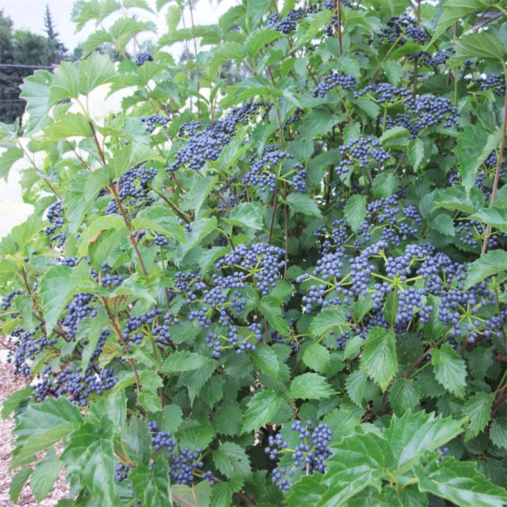 Viburnum dentatum Blue Muffin - Viburno