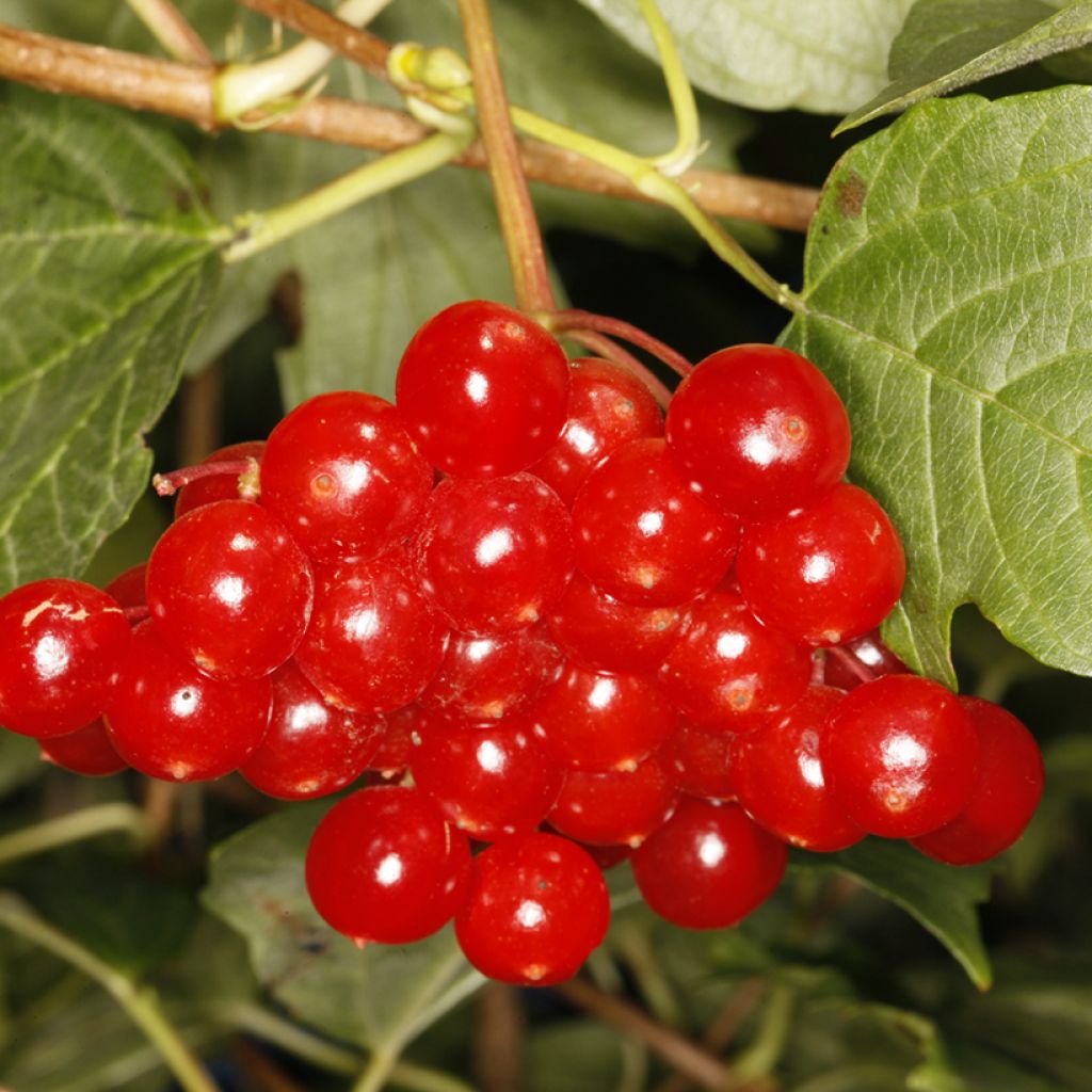 Viburnum opulus Tajożnyje Rubiny