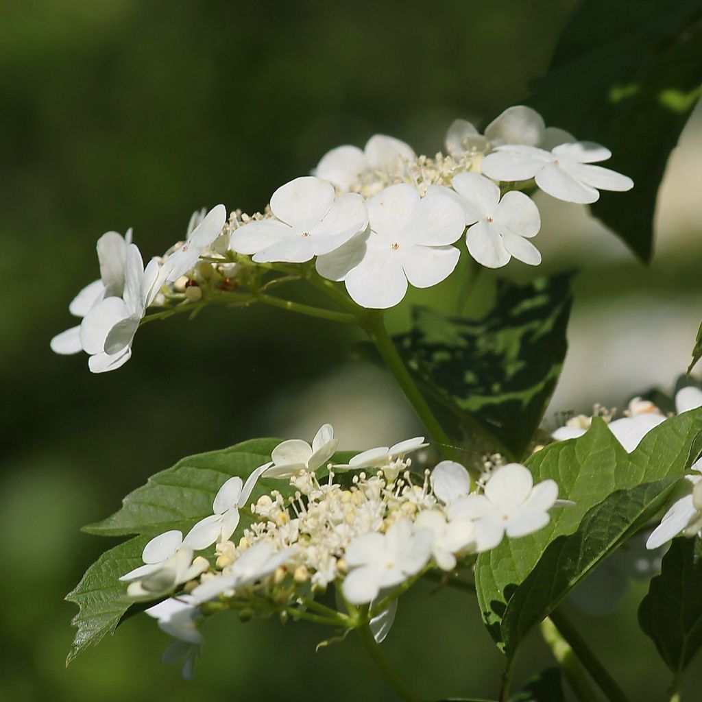 Bola de nieve - Viburnum opulus