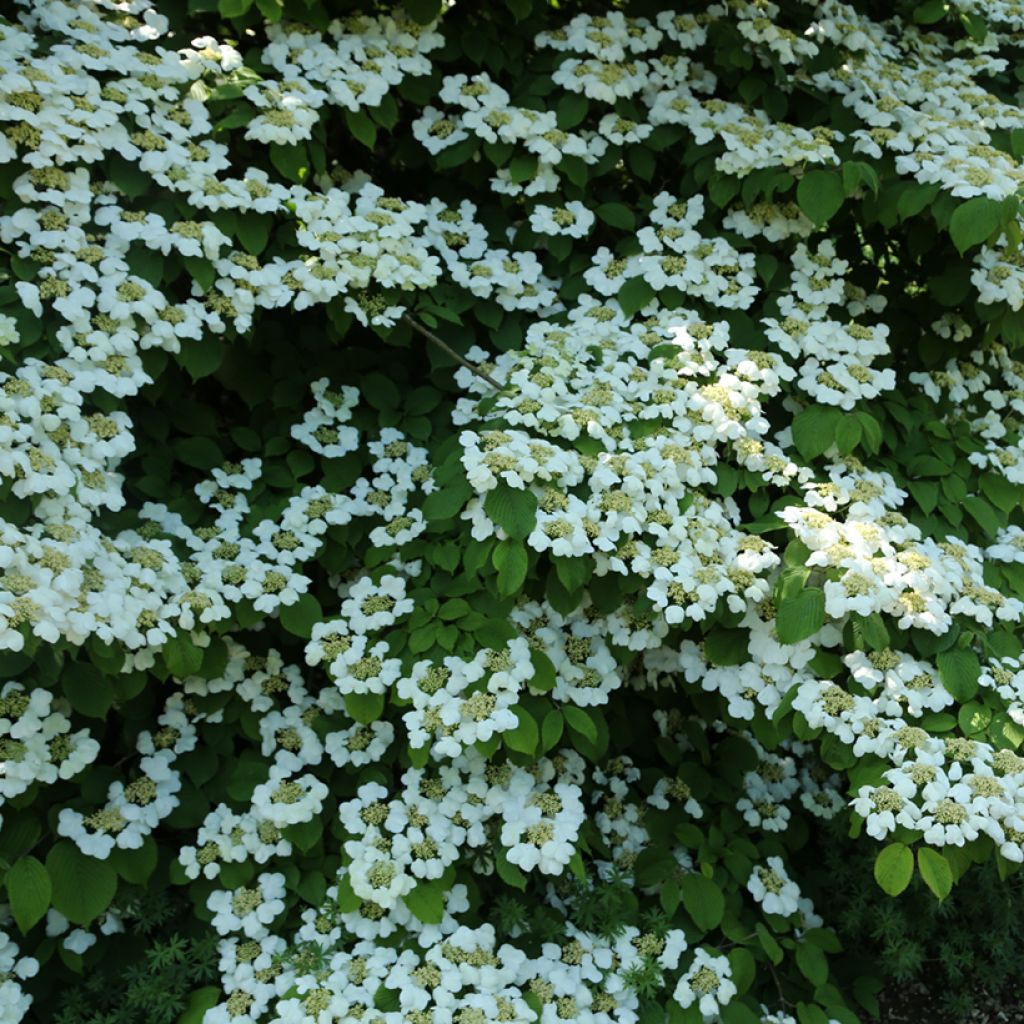 Viburnum plicatum Cascade - Viburno de China