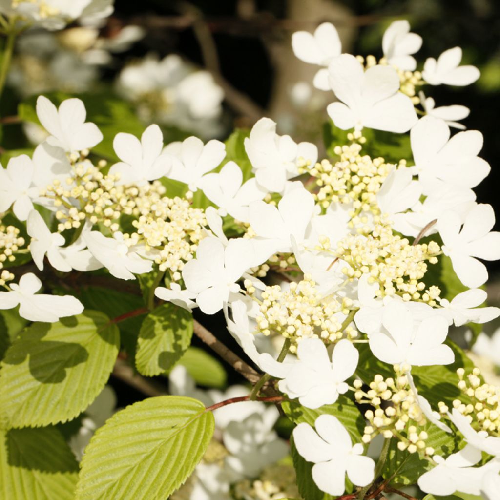 Viburnum plicatum Cascade - Viburno de China