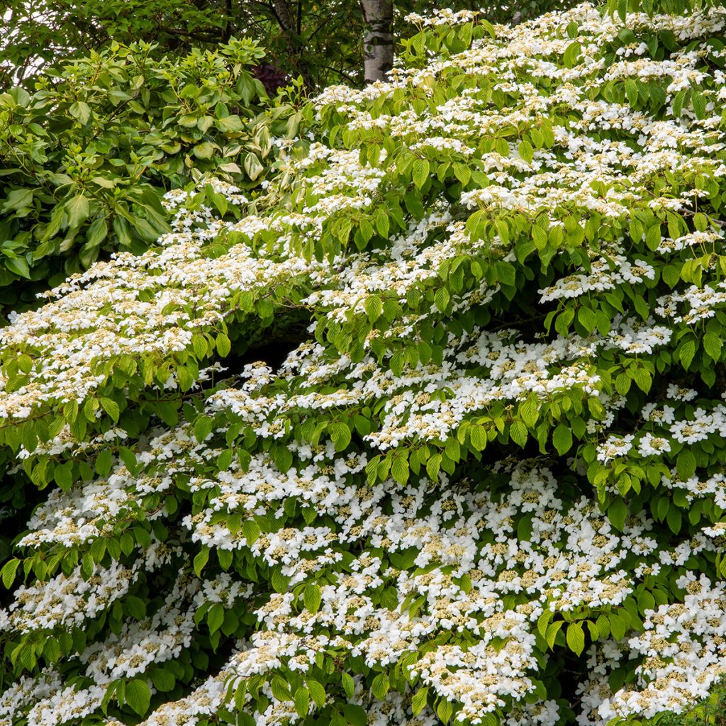 Viburnum plicatum Mariesii Great Star - Viburno de China