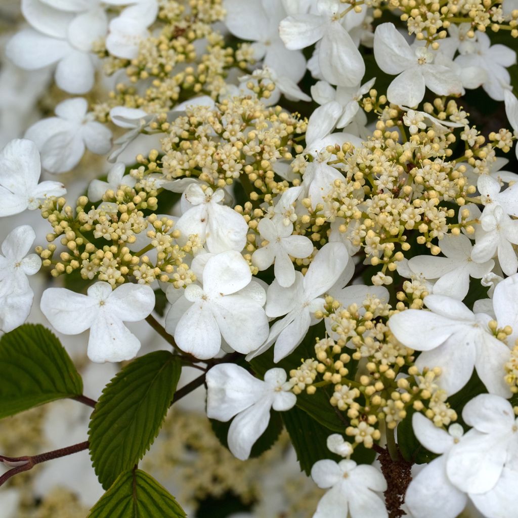 Viburnum plicatum Mariesii Great Star - Viburno de China