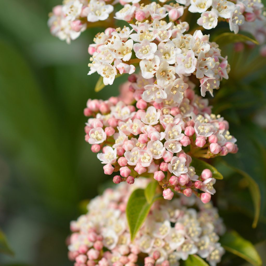 Viburnum tinus Eve Price - Durillo