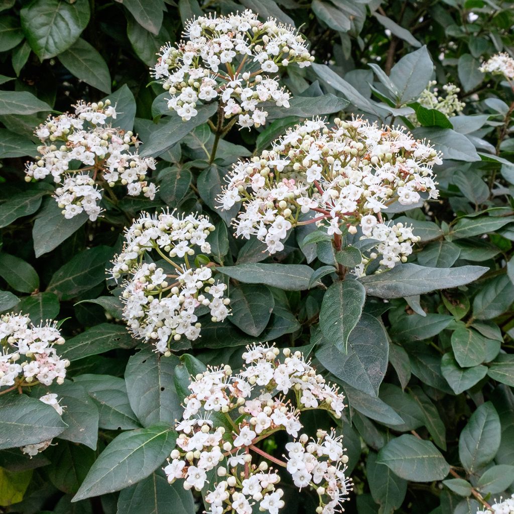 Viburnum tinus Eve Price - Durillo