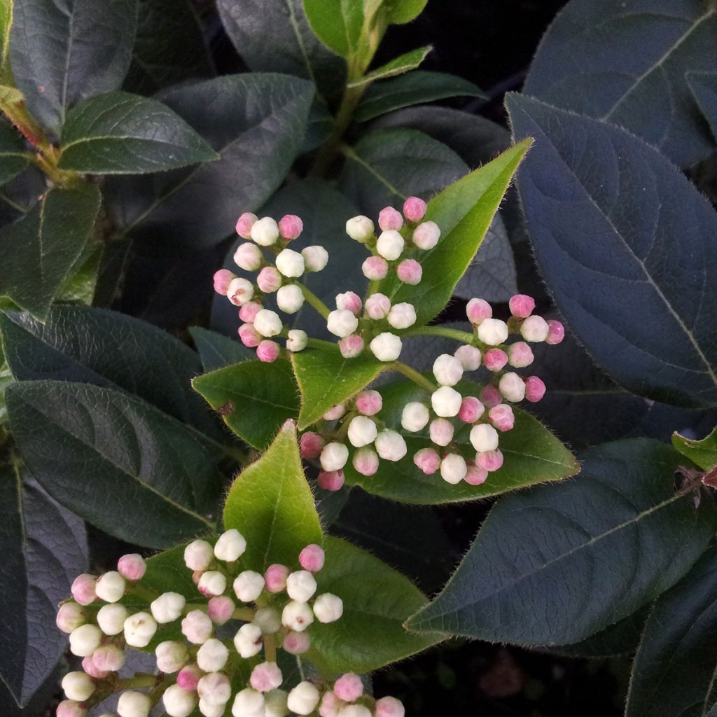 Viburnum tinus Eve Price - Durillo