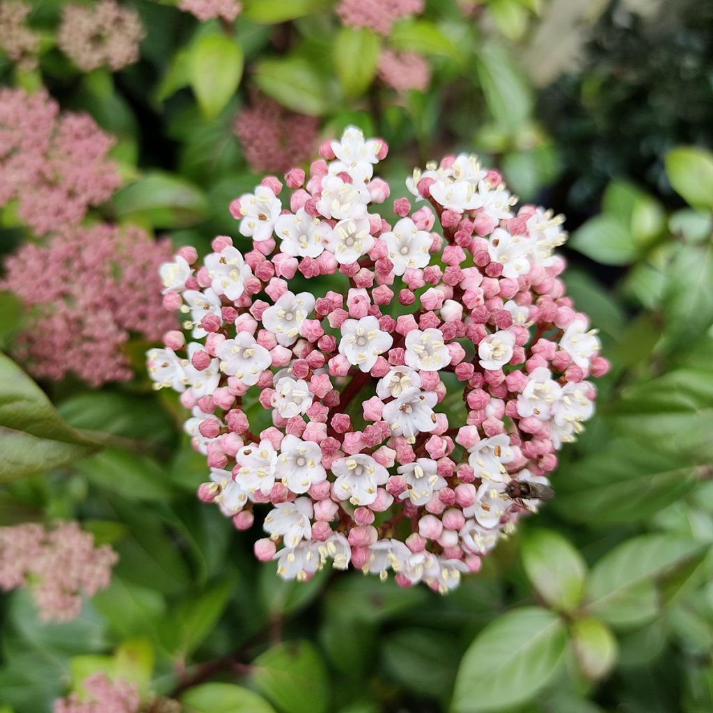 Viburnum tinus Eve Price - Durillo