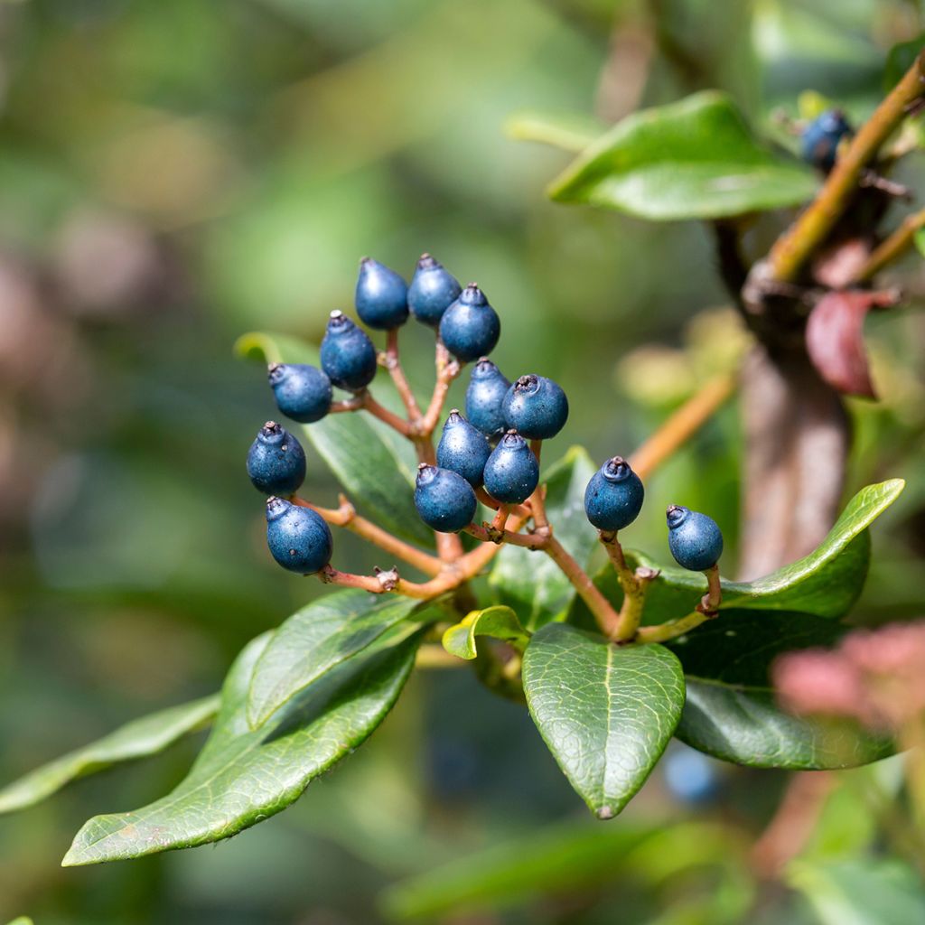Viburnum tinus Eve Price - Durillo