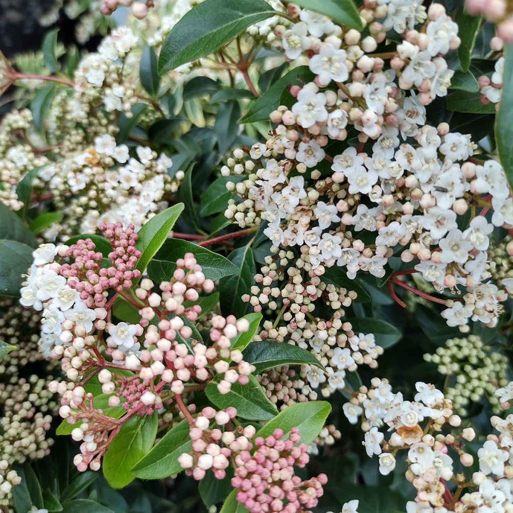 Viburnum tinus Eve Price - Durillo