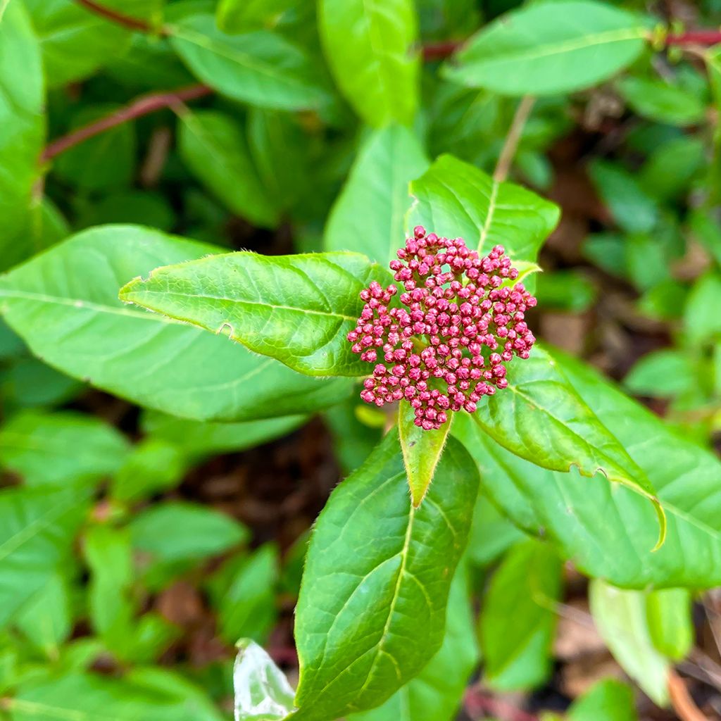 Viburnum tinus Lisarose - Durillo