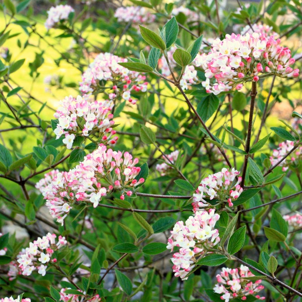 Viburnum burkwoodii Mohawk - Viburno
