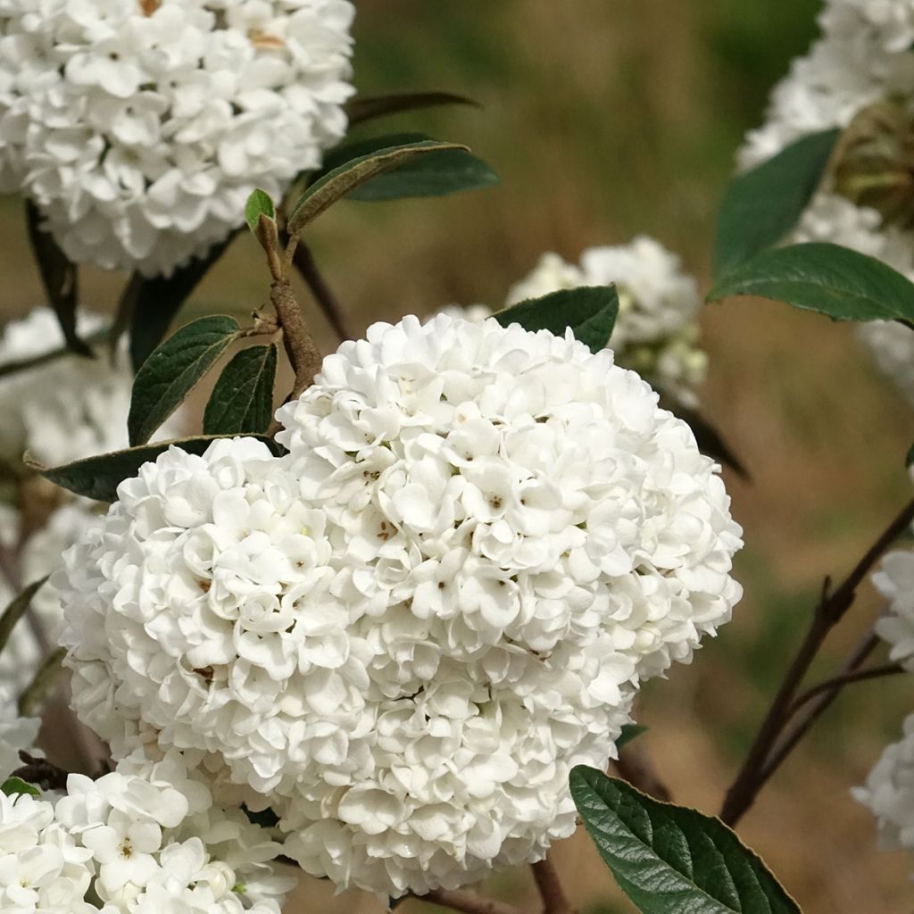 Viburnum utile Eskimo - Viburno