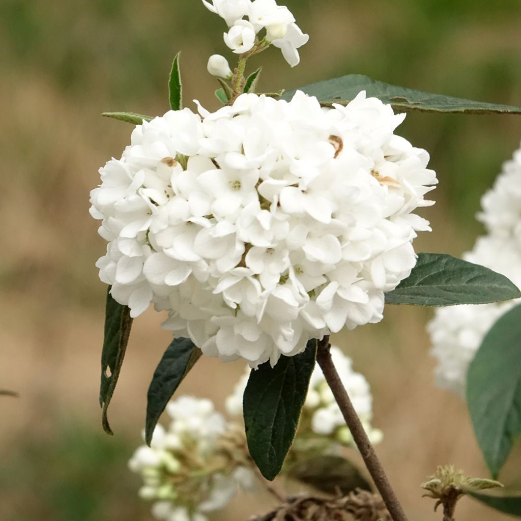 Viburnum utile Eskimo - Viburno