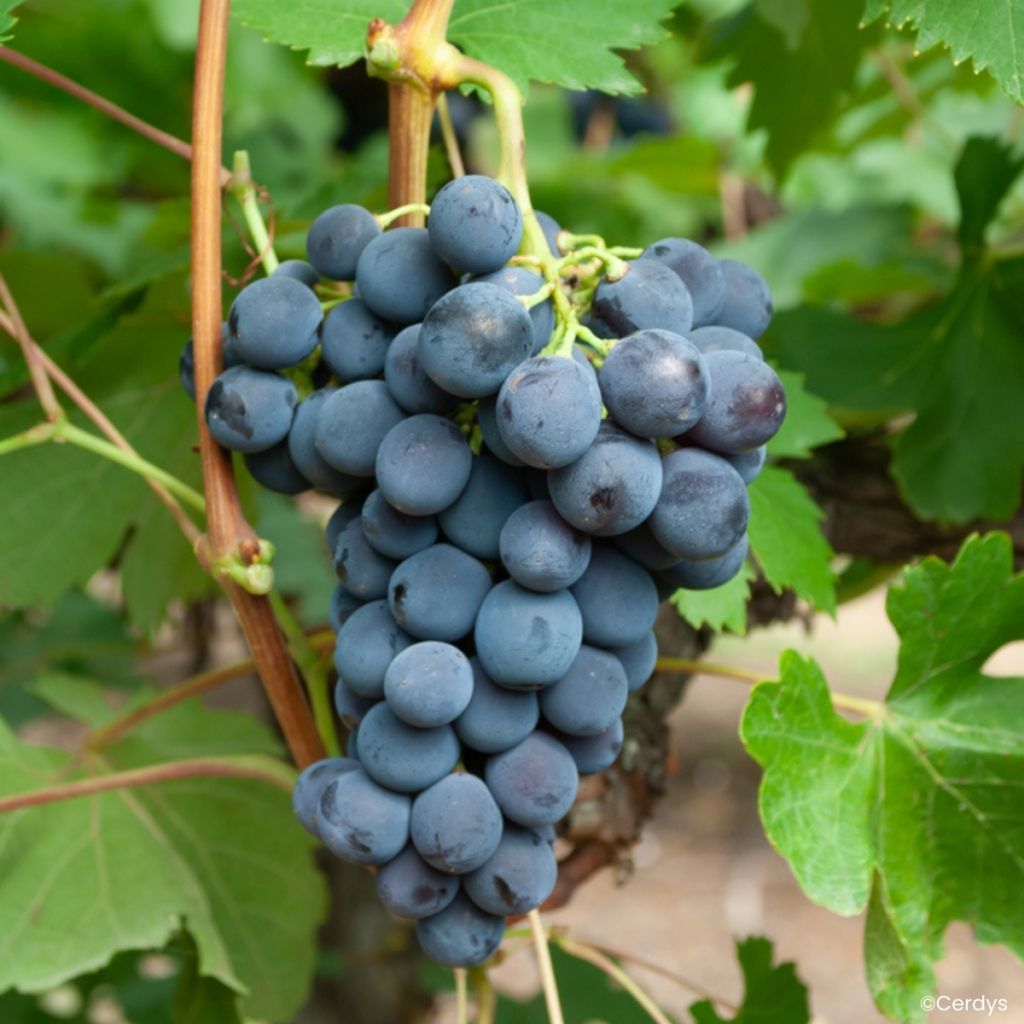 Vigne Galante
