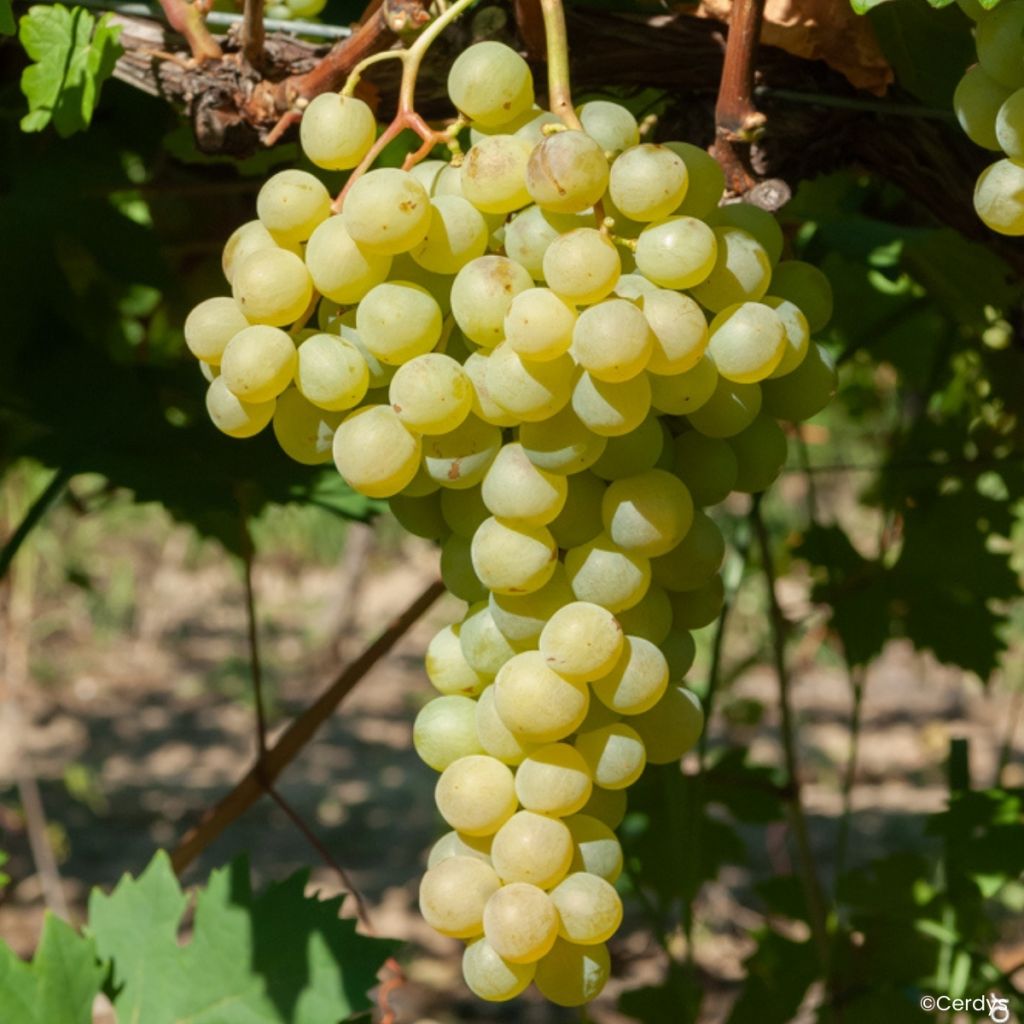 Vigne Garant - Vigne de table dorée