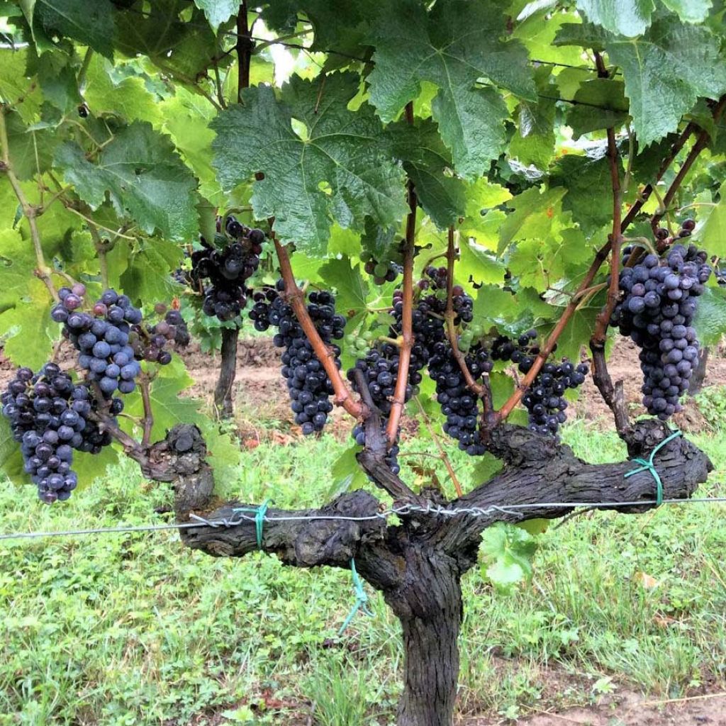 Vid Merlot