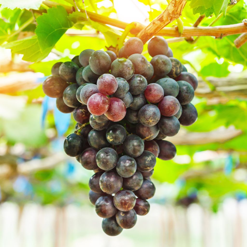 Vid Petit Verdot