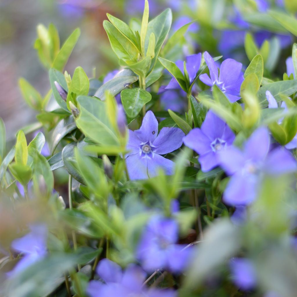 Vinca minor - Brusela