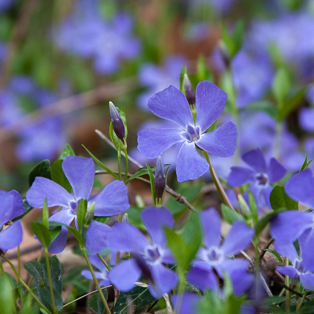 Vinca minor - Brusela