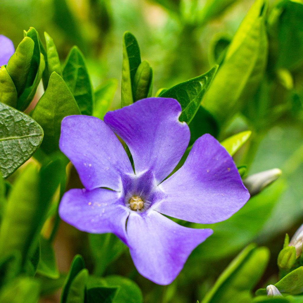 Vinca minor - Brusela