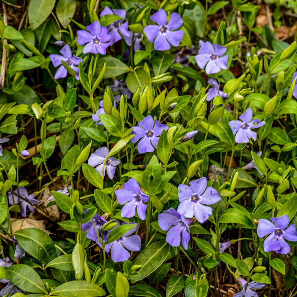 Vinca minor - Brusela