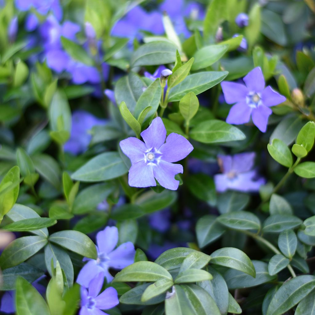 Vinca minor - Brusela